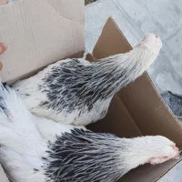 برهما لایت اصل
