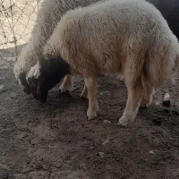 بره شیری