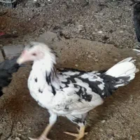 مرغ وخروس
