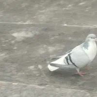 کفتر|پرنده|نیشابور, شهرک قدس|دیوار