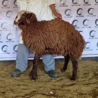 بره نر