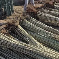 نهالستان گردو دیرگل خوشه ای و صنوبر نگرا و بادام|خدمات باغبانی و درختکاری|قزوین, |دیوار