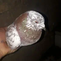 کفتر|پرنده|قرق, |دیوار