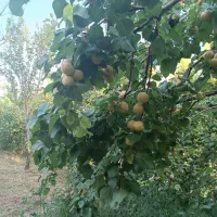 فروش-فوری-باغ-زردآلوممتاز5102مترمرندجلفا-با-آب-برق