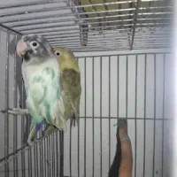 کوتوله طوطی برزیلی مولد روی تخم پاربلو پاید اوپال|پرنده|قائم‌شهر, |دیوار