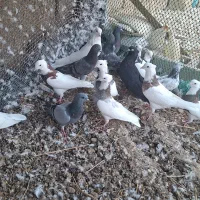 کبوتر|پرنده|هندیجان, |دیوار