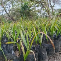 پالم تنه قرمز ریشه پرس