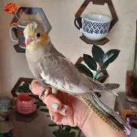 جوجه عروس دارچینی رام و دستی ماده