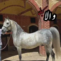 فروش یک کشش از جانشین بر حق طوفان کیانی