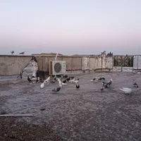 کفتر