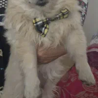 سگ پامر با بهترین قیمت