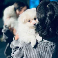 نر یک ساله پامرانین|سگ|سیرجان, |دیوار