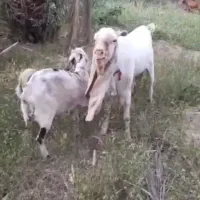 نر بز گلابی گوش ۶۵سانت