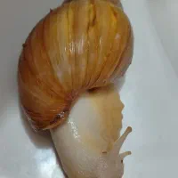 فروش حلزون آچاتینا بزرگ تخم گزار تنها ۳۰۰ تومان