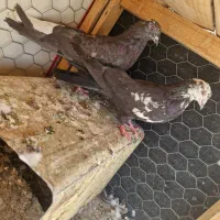 کبوتر سینه ای . کله دم سیاه .کله ماستی . طوقی|پرنده|فلاورجان, |دیوار