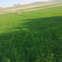 .یونجه