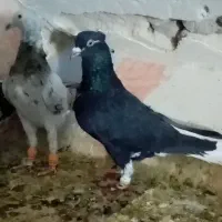 چهارتا هفت رنگ خطی  زاغ دم سفید