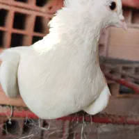 چند کفتر نر و یک ماده