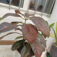 گل آپارتمانی و تزیینی|گل و گیاه طبیعی|مشهد, جاهد شهر|دیوار