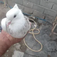 طوقی|پرنده|اردبیل, |دیوار