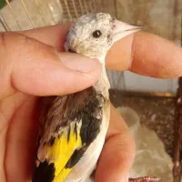 جوجه سهره