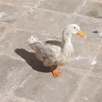 فروش فوری اردک