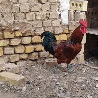 مرغ تخم گذار