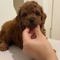 پودل عروسکی