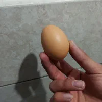 تخم مرغ محلی خاص و کاملا طبیعی