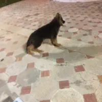 ژرمن|سگ|اراک, |دیوار