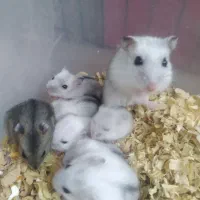 فروش همستر کمپل و سوری و خرگوش