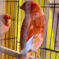 قناری سبز چمنی پرتغالی رسمی طلایی ردفاکتور