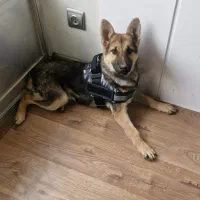 سگ ژرمن شپرد ماده ۵ ماهه