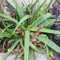 الوئه ورا تازه، پاجوش،شاخه تواقفی