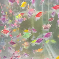 ماهی کالر وید|ماهی|کنگاور, |دیوار