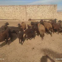 میش داشتی|حیوانات مزرعه|فیروزه, |دیوار