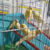 فروش ۶عدد قناری|پرنده|یاسوج, |دیوار