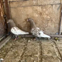 کبوتر|پرنده|شیراز, شهرک گلستان|دیوار