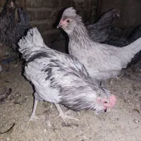 مرغو خروس گلین مشکی و طوسی