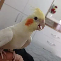 عروس هلندی جفت