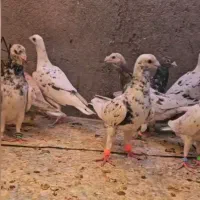 پرندها همه از تیپ جدا شدن همه نر|پرنده|تربت‌حیدریه, باغ ملی|دیوار