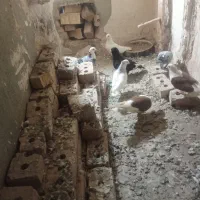 کبوتر|پرنده|نیشابور, رحمت آباد|دیوار