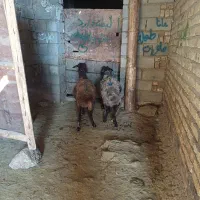 دو عدد شک دو شیره