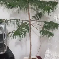 گل مطبق
