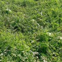 اجاره 5هکتار زمین کشاورزی|اجارهٔ دفتر صنعتی، کشاورزی، تجاری|فیروزآباد (فارس), |دیوار