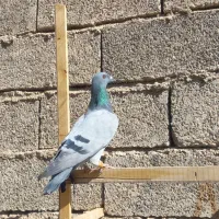 کبوتر  جوجه پلاکی و یک دانه ماده ثبتی