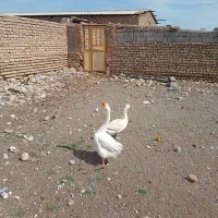 فوری فوری غو قاز