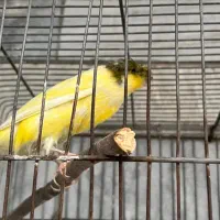 قناری نر رسمی بلند ، 1/5 ساله در حال مست شدن|پرنده|ری, شهید بهشتی|دیوار