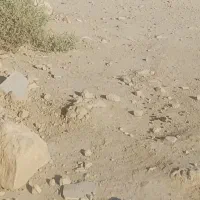 زمین مسکونی پشت باسکول