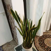 گل وگیاه|گل و گیاه طبیعی|خرمدره, |دیوار